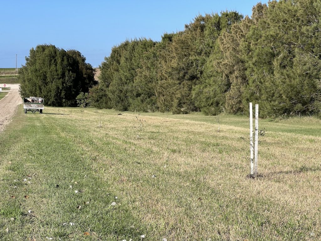 Plantaciones en los perímetros de los campos