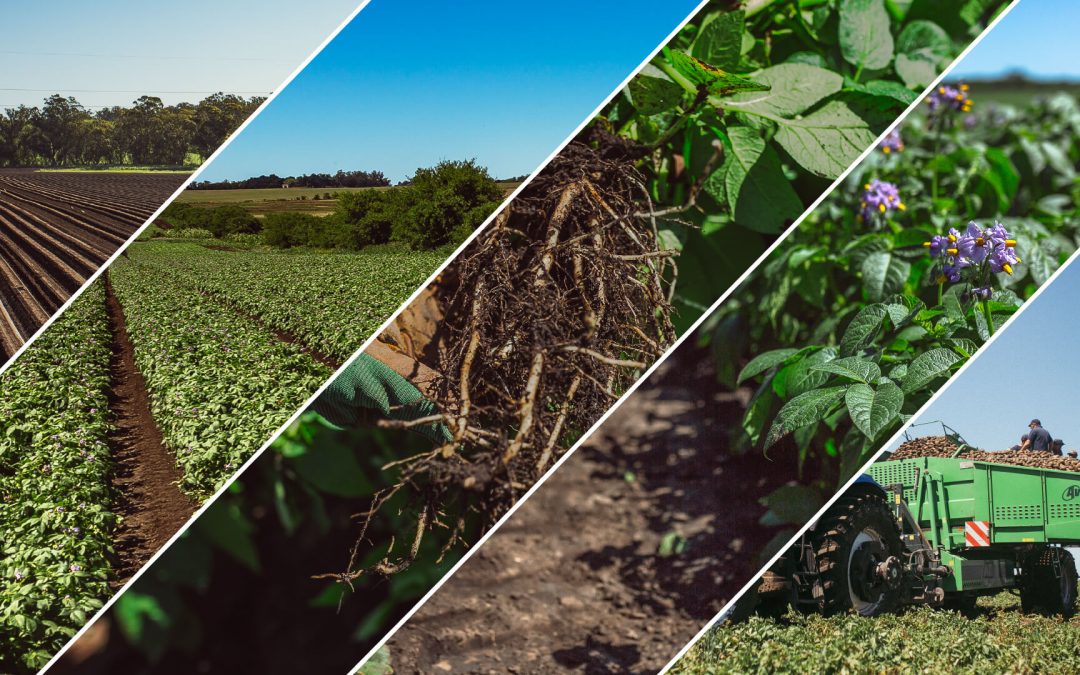 El arte de cultivar papa