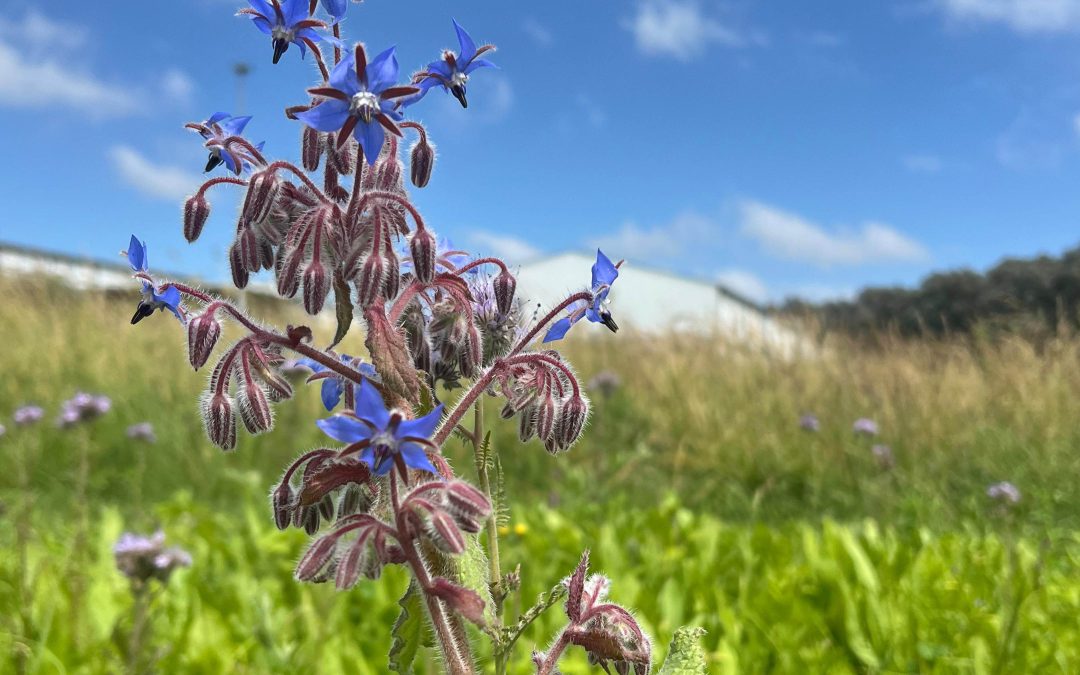 Agricultura y biodiversidad: alianza para un futuro mejor